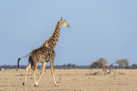 Angolan Giraffe (Giraffa camelopardalis angolensis)