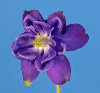 Ordinary columbine (Aquilegia vulgaris) against a blue background