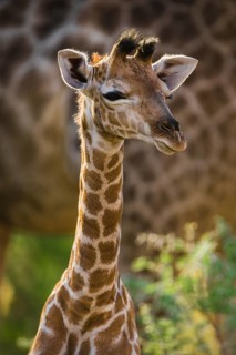 Angolan Giraffe (Giraffa camelopardalis angolensis)