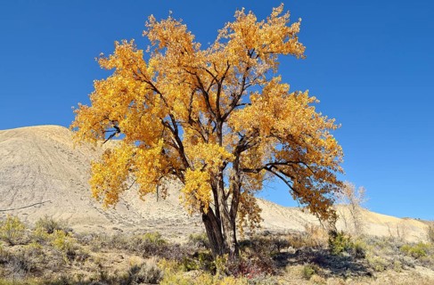 Fremont cottonwood (Populus fremontii)
