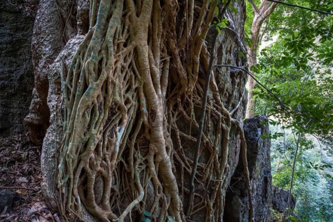 Tree roots in the jungle