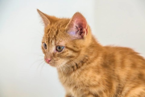 Young ginger tabby domestic cat