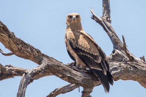 Tawny eagle (Aquila rapax)