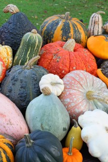 Selection of different varieties of pumpkin in autumn