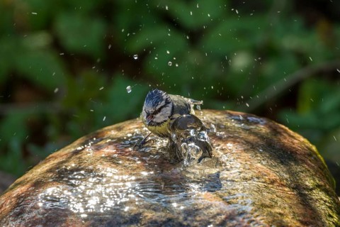 Blue Tit (Cyanistes caeruleus syn Parus caeruleus)