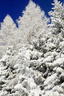 Snow-covered spruce trees (Picea abies) and larch trees (Laryx decidua)