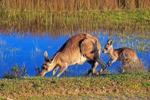 Eastern Grey Kangaroo (Macropus giganteus) female with joey