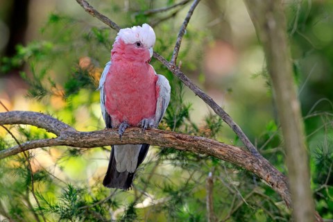Galah (Eolophus roseicapillus)