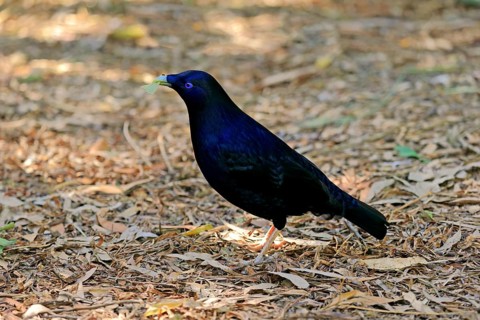 Satin bowerbird (Ptilonorhynchus violaceus)