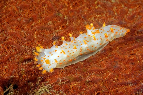 Sea Clown Triopha (Triopha catalinae)
