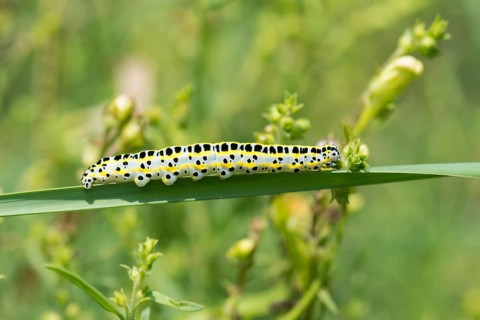 Toadflax moth (Calophasia lunula)