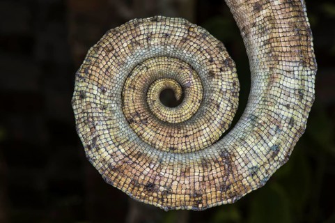 Parson's Chameleon (Calumma parsonii)