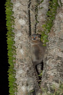 Reddish-gray Mouse Lemur (Microcebus griseorufus) in an octopus tree