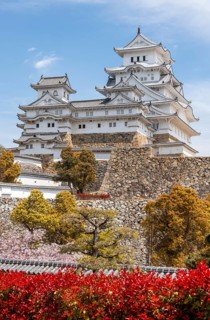 Blossoming cherry trees