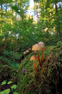 Common bonnet