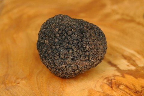 Burgundy Truffle (Tuber uncinatum)