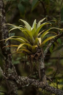 Bromeliad (Bromeliad) in the cloud forest