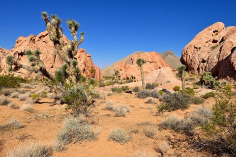 Mojave desert with Joshua tree (Yucca brevifolia)