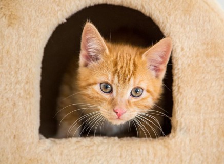 Young ginger tabby domestic cat