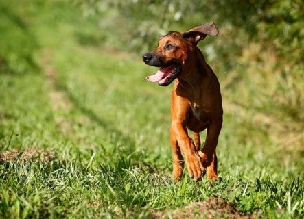 Rhodesian Ridgeback