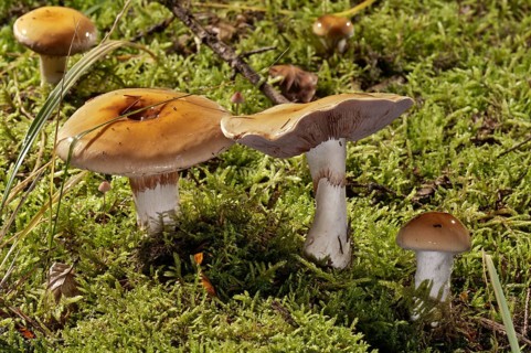 Contrary webcap (Cortinarius varius)