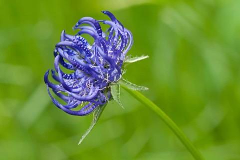 Round-headed Rampion (Phyteuma orbiculare)