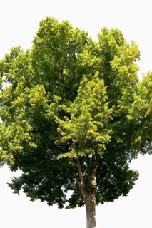 Small-leaved Lime (Tilia cordata)