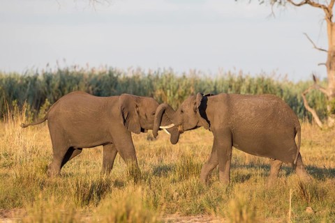 African Bush Elephants (Loxodonta africana)