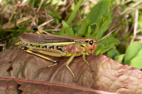 Large Marsh Grasshopper (Stethophyma grossum)