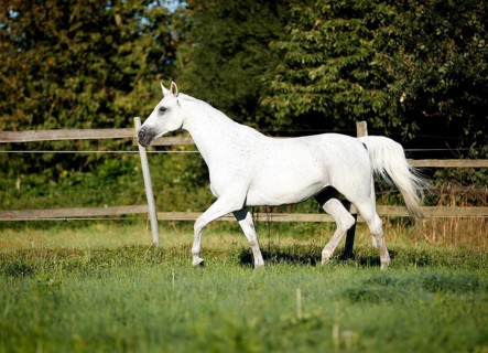 Grey Thuringian Warmblood mare trotting across a paddock