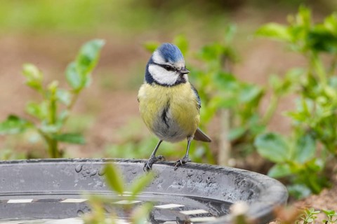 Blue Tit (Cyanistes caeruleus syn Parus caeruleus)