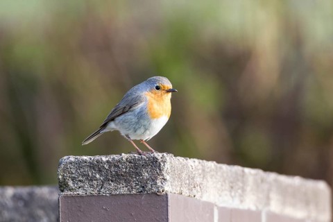 Robin (Erithacus rubecula)