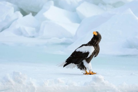 Steller's Sea Eagle (Haliaeetus pelagicus) perched on an ice floe