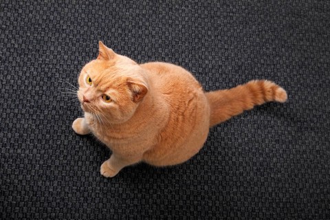 Ginger British Shorthair