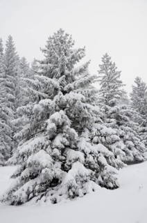 Snow-covered spruce trees (Picea abies)