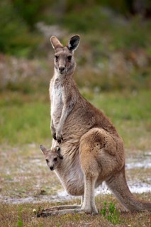 Eastern Grey Kangaroo (Macropus giganteus) female with joey looking out of pouch