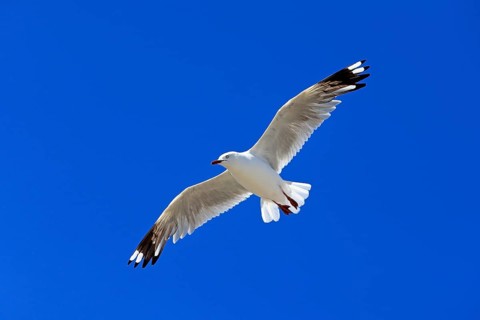 Silver Gull (Larus novaehollandiae)