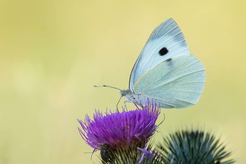 Large White (Pieris brassicae) on a Milk Thistle (Silybum marianum)