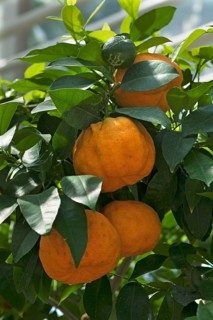Ripe Bitter oranges (Citrus aurantium) on branch