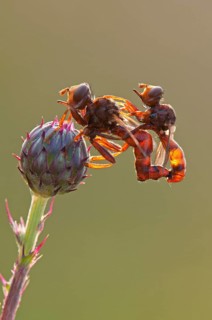 Sicus ferrugineus fly (Sicus ferrugineus)