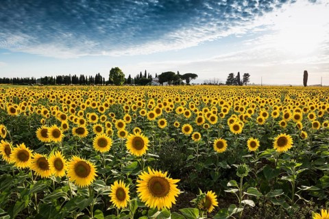 Sunflower field with pine trees and cypress trees