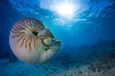 Nautilus (Nautilus belauensis)