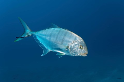 Blue trevally (Carangoides ferdau)