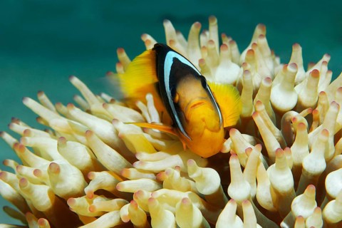 Red Sea clownfish (Amphiprion bicinctus) in front of Anemone