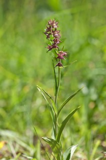 Dark Red Helleborine or Royal Helleborine (Epipactis atrorubens)