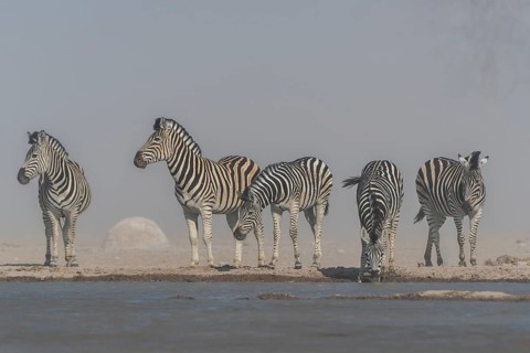 Burchell's Zebras (Equus quagga burchelli)