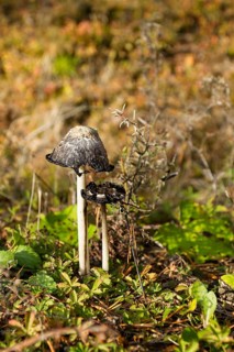 Glistening inky cap (Coprinellus micaceus)