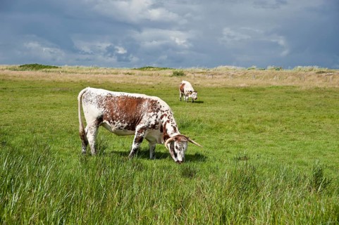 Pasture in the salt marsh nature reserve
