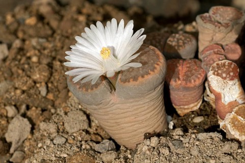 Blooming Lithops hallii