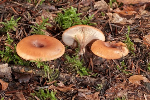 Wild mushroom (Lepista inversa)